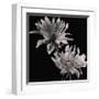 Dahlia-Michael Harrison-Framed Giclee Print