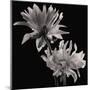 Dahlia-Michael Harrison-Mounted Giclee Print