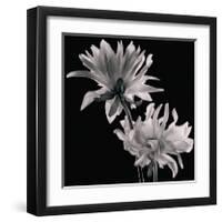 Dahlia-Michael Harrison-Framed Art Print