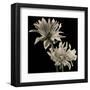 Dahlia-Michael Harrison-Framed Art Print