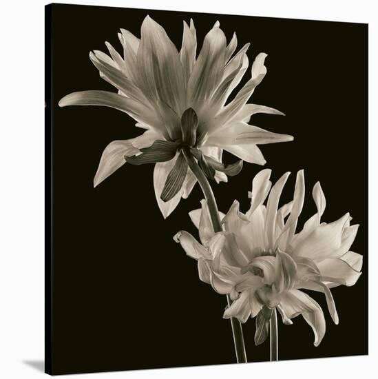 Dahlia-Michael Harrison-Stretched Canvas