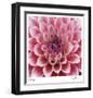 Dahlia-Ken Bremer-Framed Limited Edition