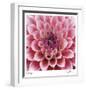 Dahlia-Ken Bremer-Framed Limited Edition