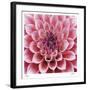 Dahlia-Ken Bremer-Framed Limited Edition