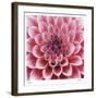 Dahlia-Ken Bremer-Framed Limited Edition