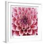 Dahlia-Ken Bremer-Framed Limited Edition