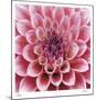 Dahlia-Ken Bremer-Mounted Limited Edition