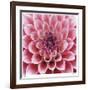 Dahlia-Ken Bremer-Framed Limited Edition