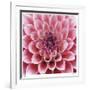 Dahlia-Ken Bremer-Framed Limited Edition