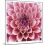 Dahlia-Ken Bremer-Mounted Limited Edition