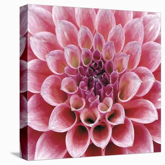 Dahlia-Ken Bremer-Stretched Canvas