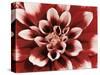 Dahlia-null-Stretched Canvas