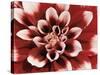 Dahlia-null-Stretched Canvas