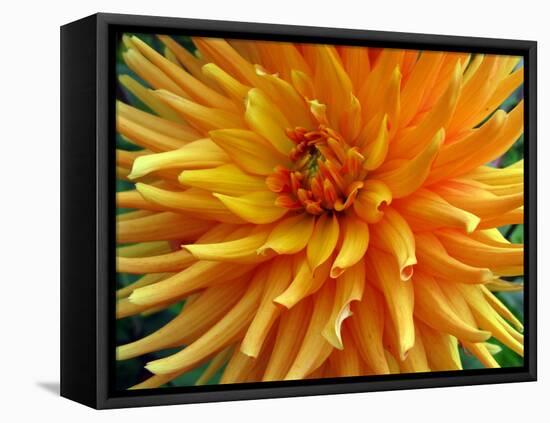 Dahlia-Frouwina H. van Hateren-Framed Stretched Canvas