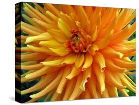 Dahlia-Frouwina H. van Hateren-Stretched Canvas