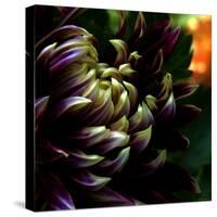 Dahlia-Katherine Sanderson-Stretched Canvas