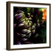 Dahlia-Katherine Sanderson-Framed Photographic Print