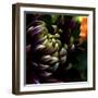 Dahlia-Katherine Sanderson-Framed Photographic Print