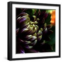 Dahlia-Katherine Sanderson-Framed Photographic Print