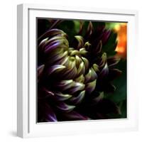 Dahlia-Katherine Sanderson-Framed Photographic Print