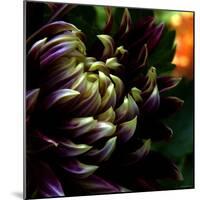 Dahlia-Katherine Sanderson-Mounted Photographic Print