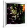 Dahlia-Katherine Sanderson-Framed Photographic Print