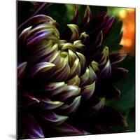 Dahlia-Katherine Sanderson-Mounted Photographic Print