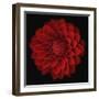 Dahlia-null-Framed Photographic Print