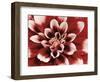 Dahlia-null-Framed Photographic Print