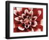 Dahlia-null-Framed Photographic Print