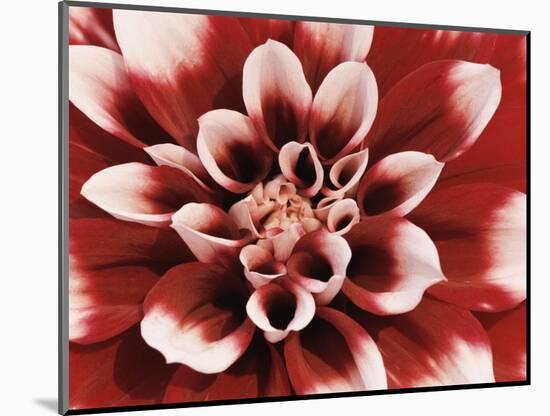 Dahlia-null-Mounted Photographic Print