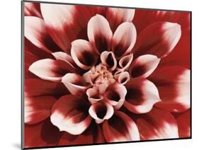 Dahlia-null-Mounted Photographic Print