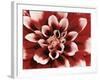 Dahlia-null-Framed Photographic Print