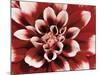 Dahlia-null-Mounted Photographic Print