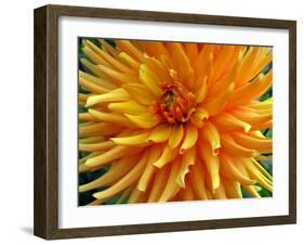 Dahlia-Frouwina H. van Hateren-Framed Photographic Print