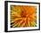 Dahlia-Frouwina H. van Hateren-Framed Photographic Print