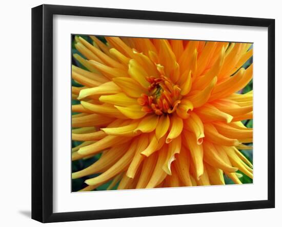 Dahlia-Frouwina H. van Hateren-Framed Photographic Print