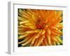 Dahlia-Frouwina H. van Hateren-Framed Photographic Print