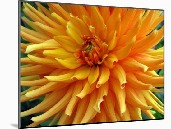 Dahlia-Frouwina H. van Hateren-Mounted Photographic Print