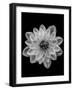 Dahlia-Lotte Grønkjær-Framed Photographic Print