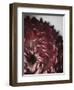 Dahlia-Design Fabrikken-Framed Photographic Print