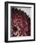 Dahlia-Design Fabrikken-Framed Photographic Print