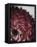 Dahlia-Design Fabrikken-Framed Stretched Canvas