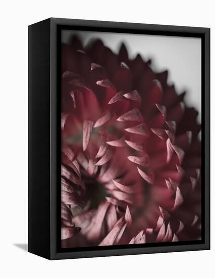 Dahlia-Design Fabrikken-Framed Stretched Canvas