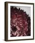 Dahlia-Design Fabrikken-Framed Photographic Print