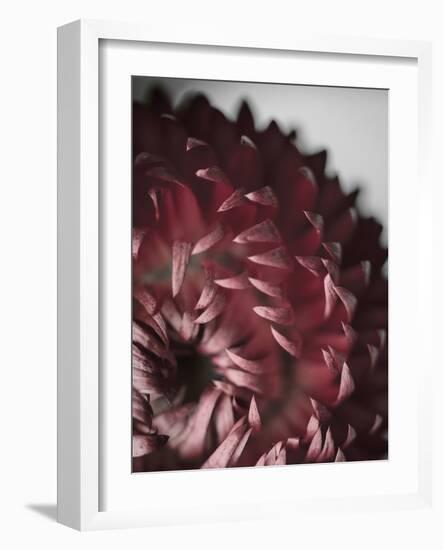 Dahlia-Design Fabrikken-Framed Photographic Print