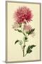 Dahlia-Vintage Lavoie-Mounted Giclee Print