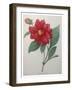 Dahlia-Pierre-Joseph Redoute-Framed Art Print