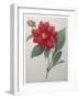 Dahlia-Pierre-Joseph Redoute-Framed Art Print