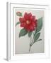 Dahlia-Pierre-Joseph Redoute-Framed Art Print